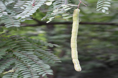 Cassia javanica